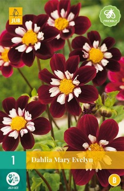 Dahlie Mary Evelyn kaufen, clicken für mehr Details Dahlie Mary Evelyn