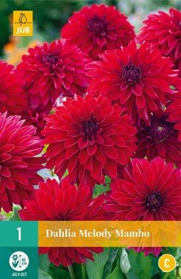 Dahlie Melody Mambo kaufen, clicken für mehr Details Dahlie Melody Mambo