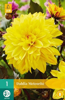 Dahlie Meteorite kaufen, clicken für mehr Details Dahlie Meteorite