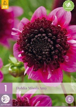 Dahlie Missis Amy kaufen, clicken für mehr Details Dahlie Missis Amy