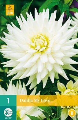 Dahlie My Love kaufen, clicken für mehr Details Dahlie My Love