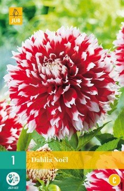 Dahlie Noel kaufen, clicken für mehr Details Dahlie Noel