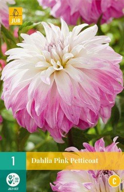 Dahlie Pink Petticoat kaufen, clicken für mehr Details Dahlie Pink Petticoat