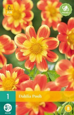 Dahlie Pooh kaufen, clicken für mehr Details Dahlie Pooh