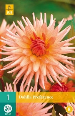 Dahlie Preference kaufen, click for more details Dahlie Preference