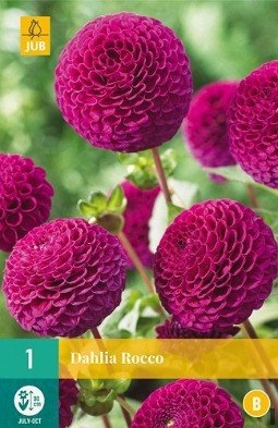 Dahlie Rocco kaufen, clicken für mehr Details Dahlie Rocco