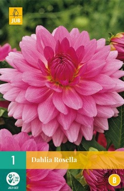 Dahlie Rosella kaufen, clicken für mehr Details Dahlie Rosella