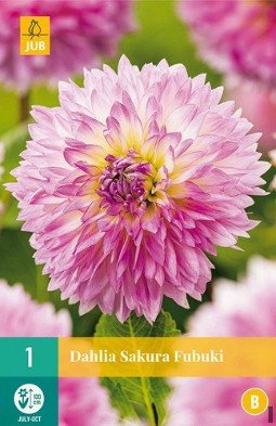 Dahlie Sakura Fubuki kaufen, clicken für mehr Details Dahlie Sakura Fubuki