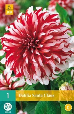 Dahlie Santa Claus kaufen, clicken für mehr Details Dahlie Santa Claus