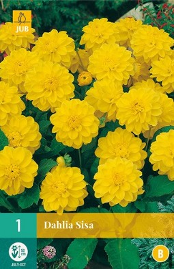 Dahlie Sisa kaufen, clicken für mehr Details Dahlie Sisa
