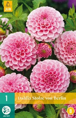 Dahlie Stolze von Berlin kaufen, clicken für mehr Details Dahlie Stolze von Berlin