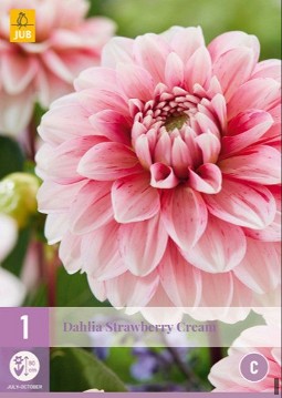 Dahlie Strawberry Cream kaufen, clicken für mehr Details Dahlie Strawberry Cream