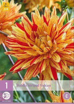 Dahlie Striped Vulcan kaufen, clicken für mehr Details Dahlie Striped Vulcan