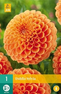 Dahlie Sylvia kaufen, click for more details Dahlie Sylvia