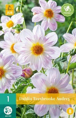 Dahlie Teesbrooke Audrey kaufen, clicken für mehr Details Dahlie Teesbrooke Audrey