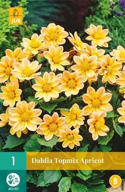 Dahlie Topmix Apricot kaufen, click for more details Dahlie Topmix Apricot