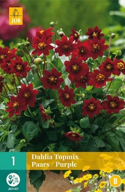 Dahlie Topmix Purple kaufen, clicken für mehr Details Dahlie Topmix Purple