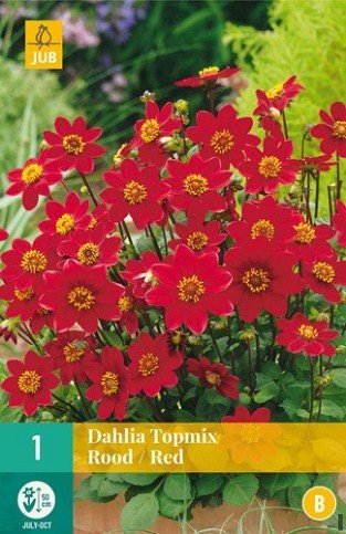 Dahlie Topmix Red