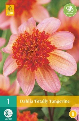 Dahlie Totally Tangerine kaufen, click for more details Dahlie Totally Tangerine