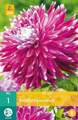 Dahlie Vancouver kaufen, clicken für mehr Details Dahlie Vancouver