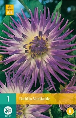 Dahlie Veritable kaufen, clicken für mehr Details Dahlie Veritable