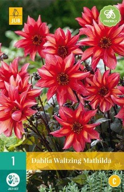 Dahlie Waltzing Mathilda kaufen, clicken für mehr Details Dahlie Waltzing Mathilda