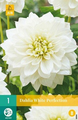Dahlie White Perfection kaufen, click for more details Dahlie White Perfection