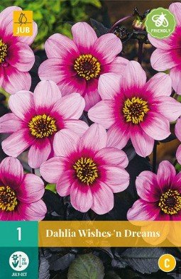 Dahlie Wishes'n Dreams kaufen, clicken für mehr Details Dahlie Wishes'n Dreams