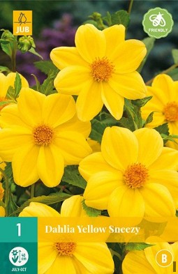 Dahlie Yellow Sneezy kaufen, clicken für mehr Details Dahlie Yellow Sneezy