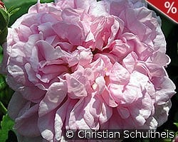 Ispahan kaufen, click for more details Ispahan
