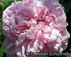 Ispahan kaufen, click for more details Ispahan