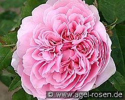 Jacques Cartier kaufen, click for more details Jacques Cartier