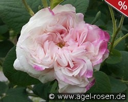 Leda kaufen, click for more details Leda