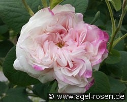 Leda kaufen, click for more details Leda