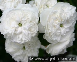 Mme. Hardy kaufen, click for more details Mme. Hardy