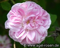 Petite Lisette kaufen, click for more details Petite Lisette