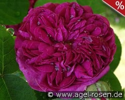 Rose de Resht kaufen, click for more details Rose de Resht