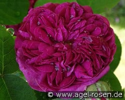 Rose de Resht kaufen, click for more details Rose de Resht