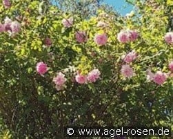 Trigintipetala kaufen, click for more details Trigintipetala