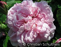 Ispahan kaufen, clicken für mehr Details Ispahan