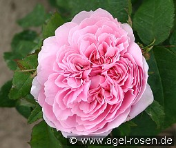 Jacques Cartier kaufen, clicken für mehr Details Jacques Cartier