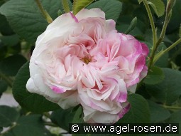 Leda kaufen, clicken für mehr Details Leda