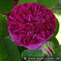 Rose de Resht kaufen, clicken für mehr Details Rose de Resht