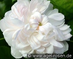 Weiße Jacques Cartier kaufen, clicken für mehr Details Weiße Jacques Cartier