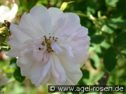 York & Lancaster kaufen, clicken für mehr Details York & Lancaster