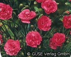 Feder-Nelke kaufen, clicken für mehr Details Feder-Nelke