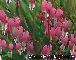 Tränendes Herz kaufen, clicken für mehr Details Tränendes Herz