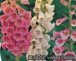 Fingerhut kaufen, clicken für mehr Details Fingerhut