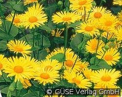 Gemswurz kaufen, clicken für mehr Details Gemswurz