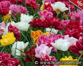 Dubbel vroeg Mix syn. gefüllte frühe Tulpen Mix